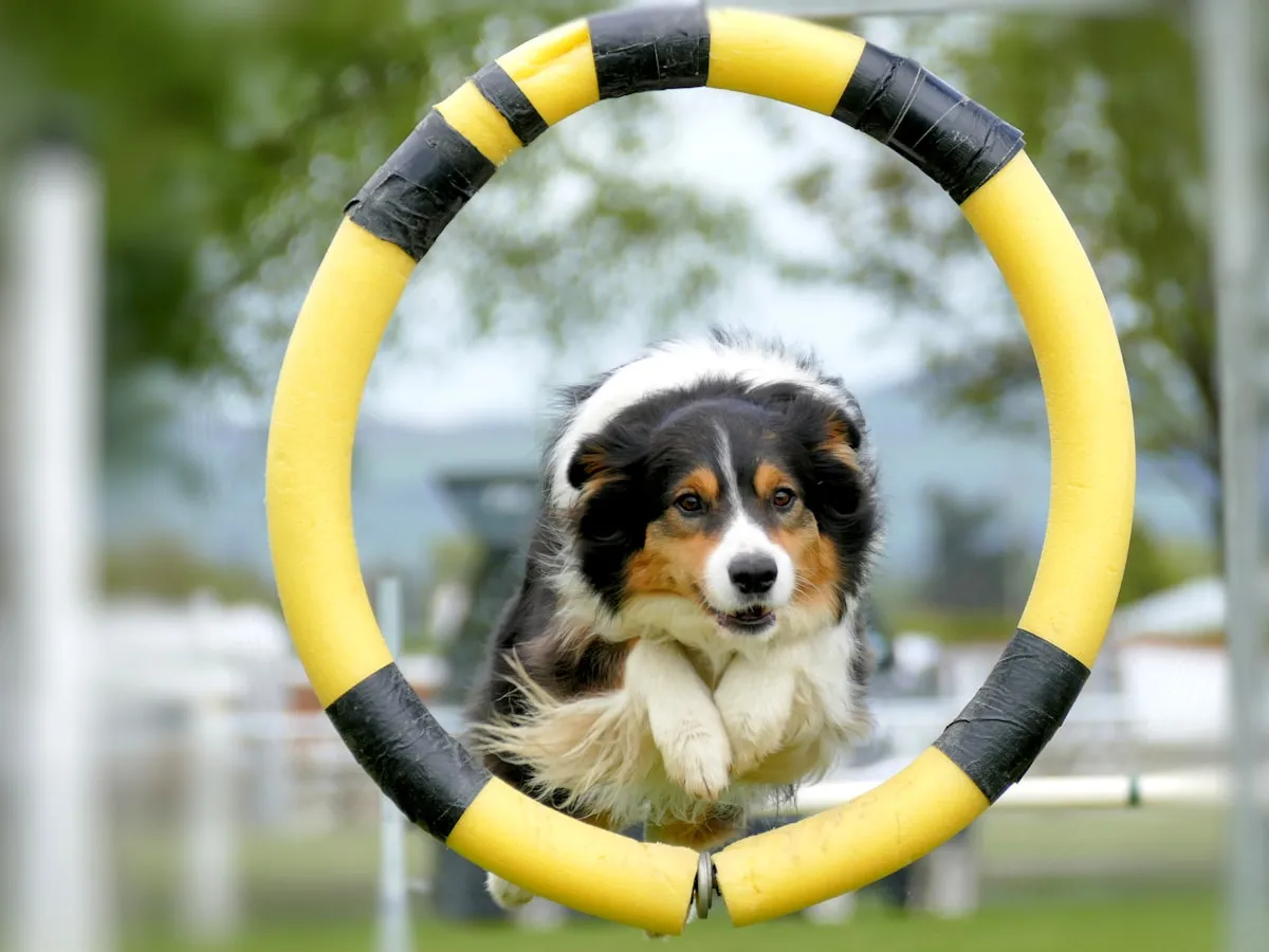 Agility